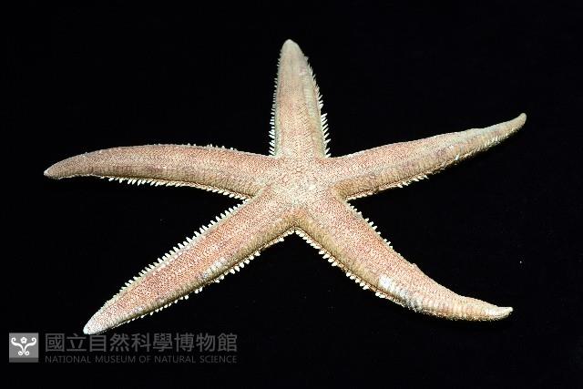 飛白楓海星藏品圖，第5張