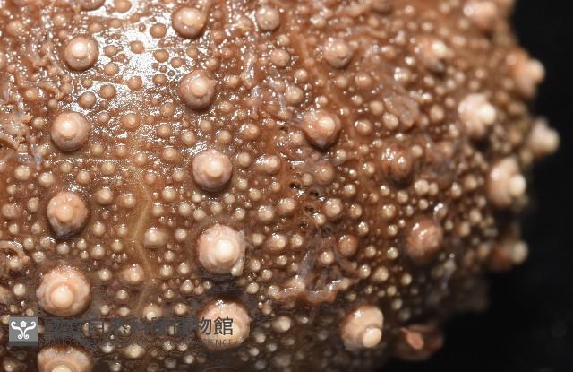 魯氏硬海膽藏品圖，第5張