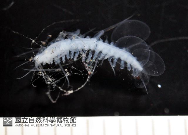 未知種多鱗蟲藏品圖，第5張