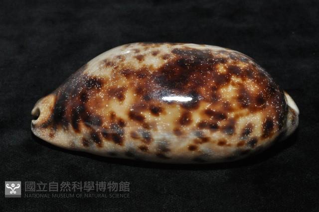 叢雲寶螺藏品圖，第5張