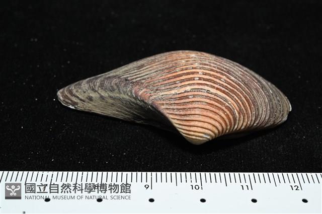 厚蛤藏品圖，第5張