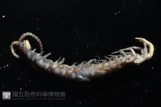 梅峰石蜈蚣藏品圖，第5張