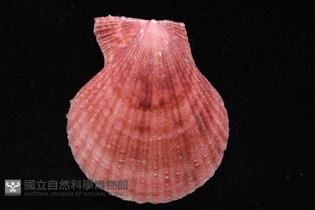 登錄號:007819-00083藏品圖，第5張