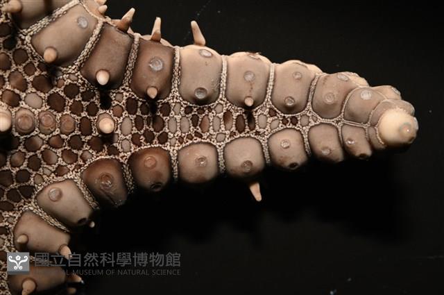 玉緣棘角海星(紫氏麗海星)藏品圖，第5張
