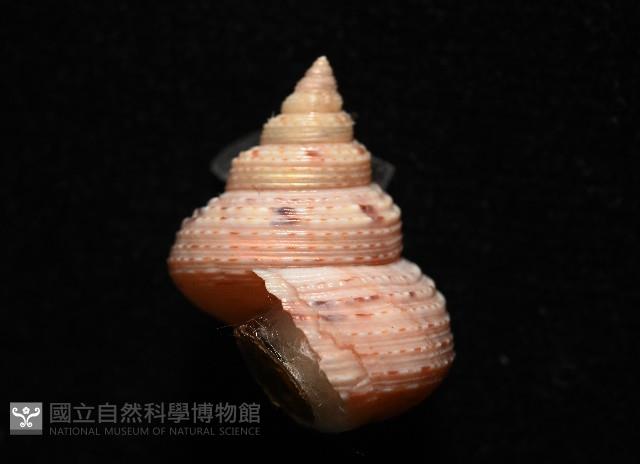 盈真鐘螺藏品圖，第5張