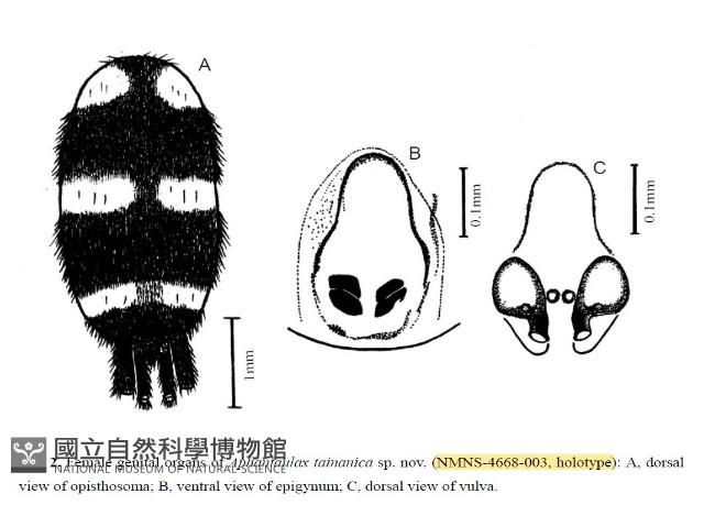 臺灣秘蛛藏品圖，第5張