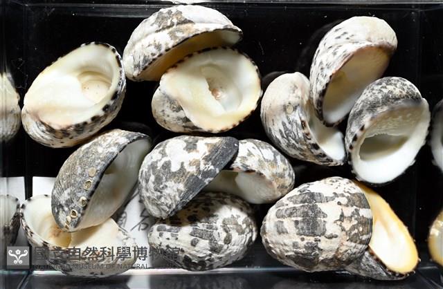 漁舟蜑螺藏品圖，第5張