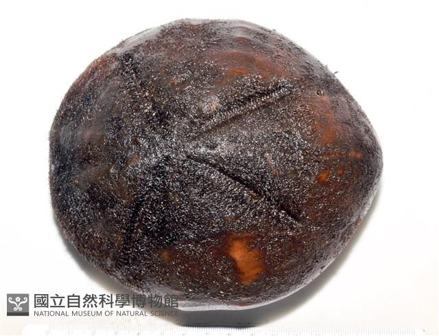 心形海壺藏品圖，第5張