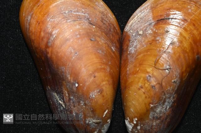平端深海殼菜蛤藏品圖，第5張