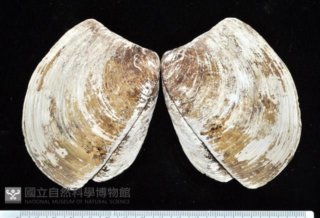 索足蛤藏品圖，第5張
