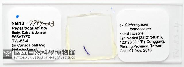 新種葉槽絛蟲藏品圖，第5張