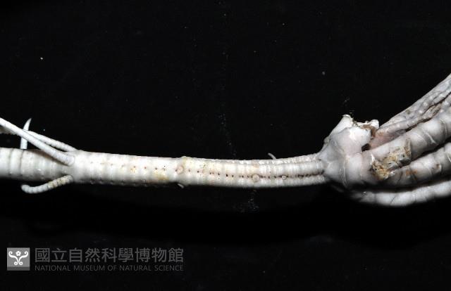 等節海百合之一種藏品圖，第5張