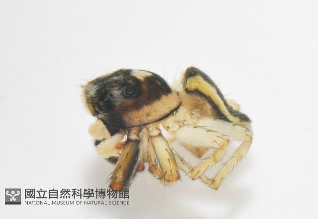 多色金毛蛛藏品圖，第5張
