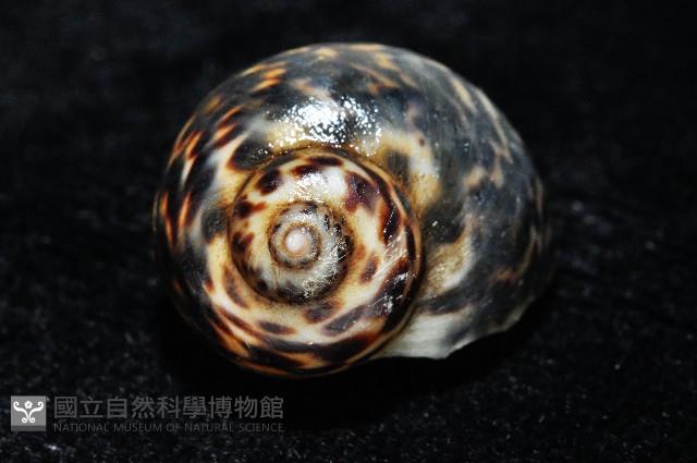 豹斑玉螺藏品圖，第5張