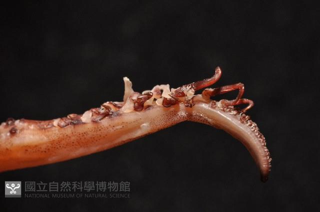 昆氏武裝魷藏品圖，第5張