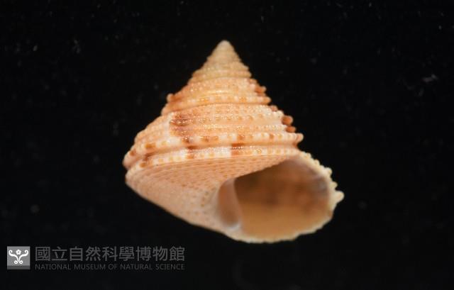 文正鐘螺(呂氏麗口螺)藏品圖，第5張