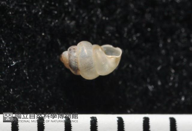 高山台灣芝麻蝸牛藏品圖，第5張