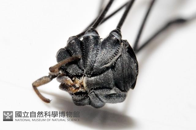 黑背偽盾刺盲蛛藏品圖，第5張