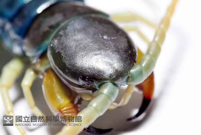 未知種巨蜈蚣藏品圖，第5張