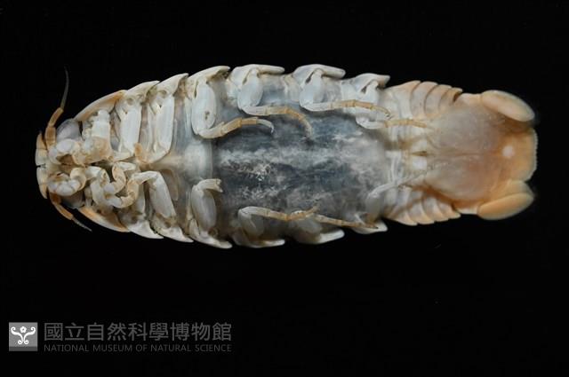 未知種紡錘水虱藏品圖，第5張