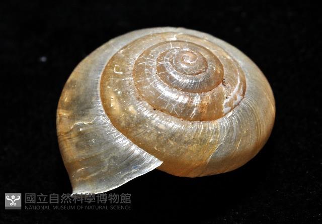 阿禮高腰蝸牛藏品圖，第5張