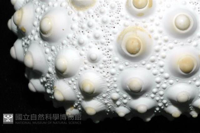 石筆海膽(鉛筆海膽)藏品圖，第5張