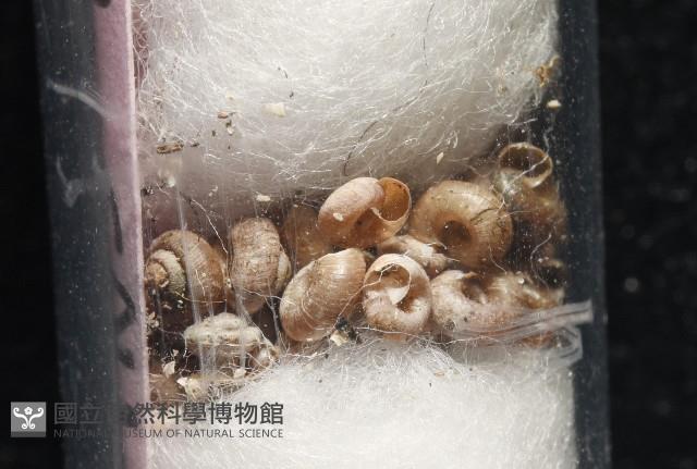 知本錐塔螺藏品圖，第5張