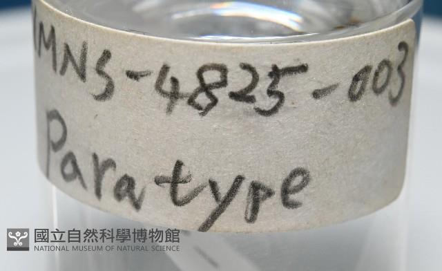 臺灣花瓣蛤藏品圖，第5張