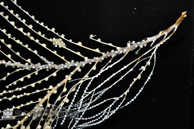 未知種鞘群海葵藏品圖，第5張