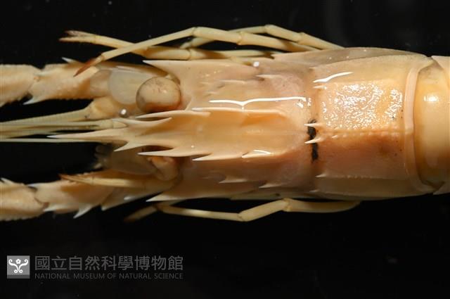臺灣後海螯蝦藏品圖，第5張