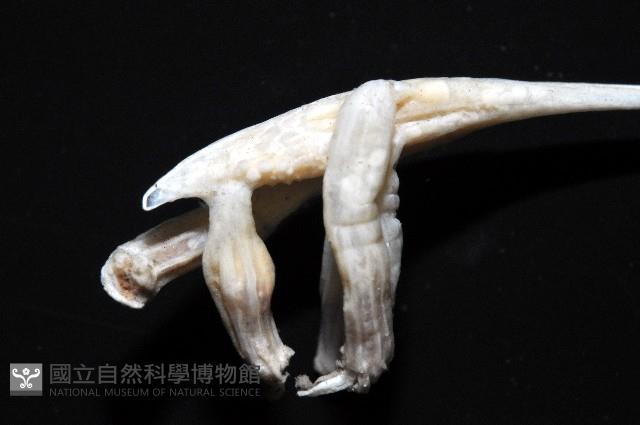 未知種鈍矢海鰓藏品圖，第5張