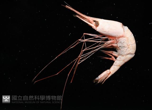 雄偉紅蝦藏品圖，第5張