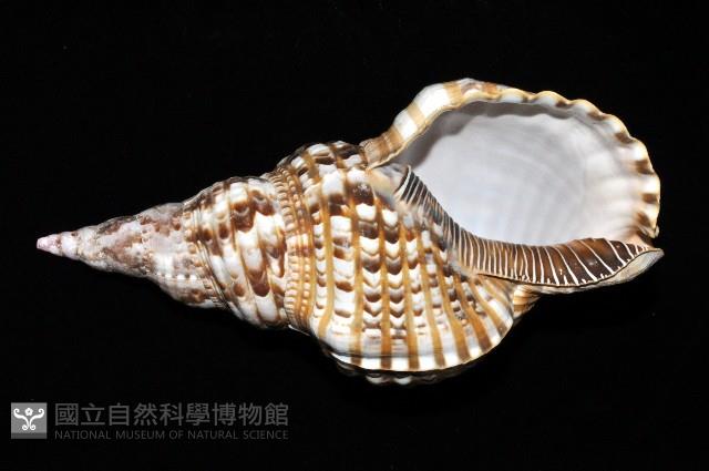 大西洋大法螺藏品圖，第5張