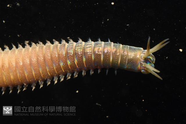 未知種岩蟲藏品圖，第5張