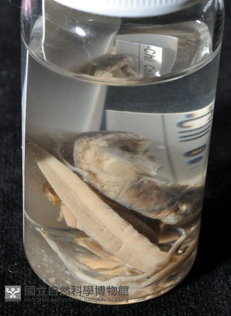 鱗高腰蝸牛(鱗菱蝸牛)藏品圖，第5張
