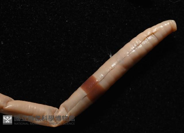 重期遠環蚓藏品圖，第5張
