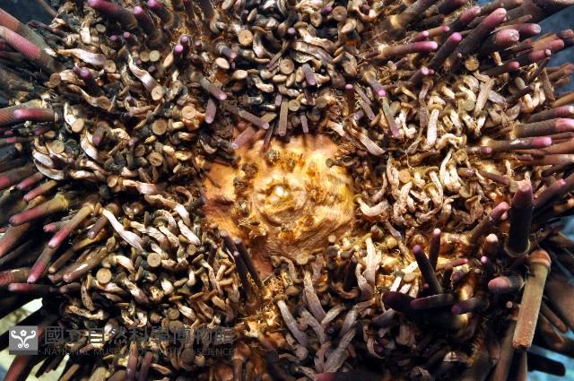 口鰓海膽藏品圖，第5張