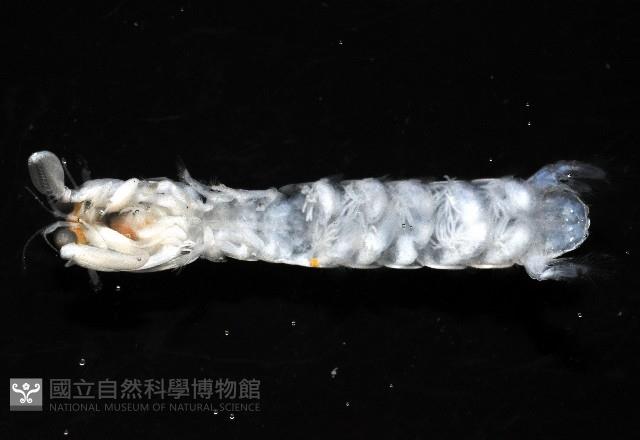 濱海幼嫩蝦蛄藏品圖，第5張