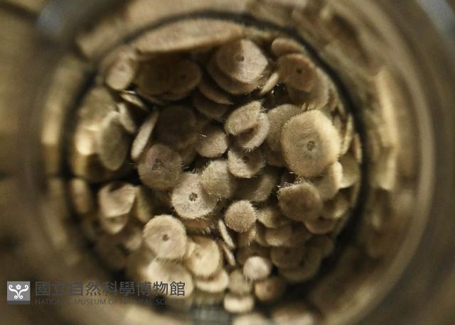 馬氏海錢(馬氏扣海膽)藏品圖，第5張