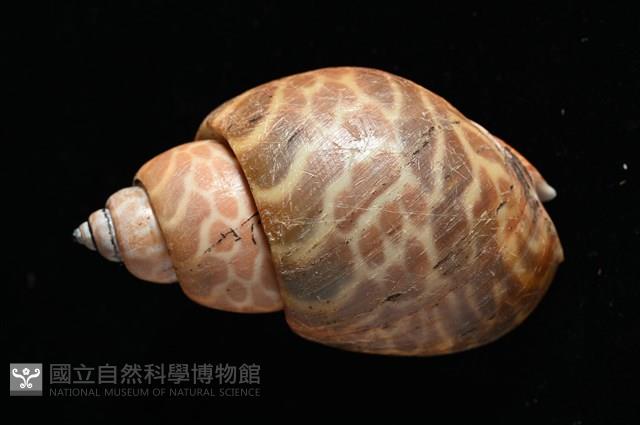 窄縫鳳螺藏品圖，第5張