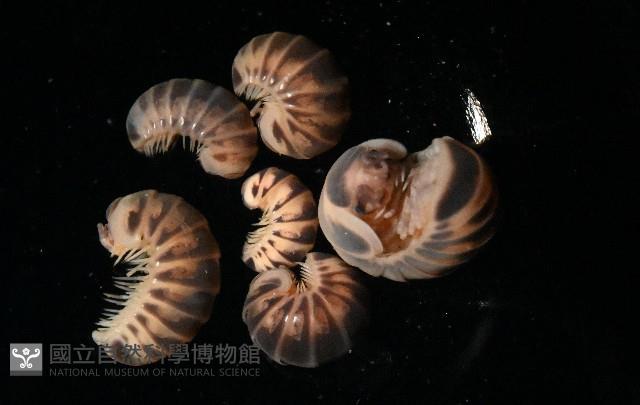 條紋木球馬陸藏品圖，第5張