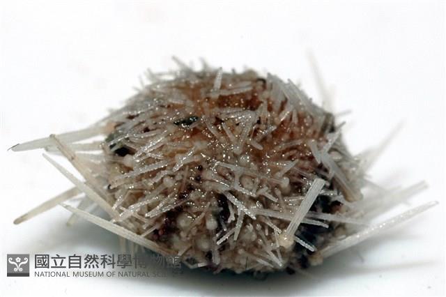 福氏鋸海膽藏品圖，第5張