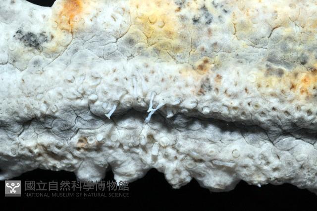 方柱翼手參藏品圖，第5張
