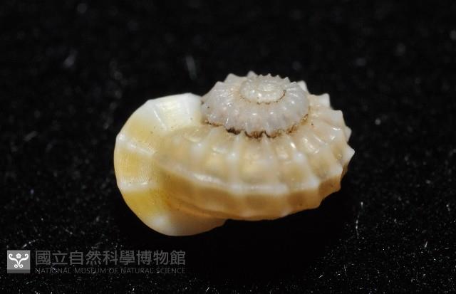 鋼石花冠螺藏品圖，第5張