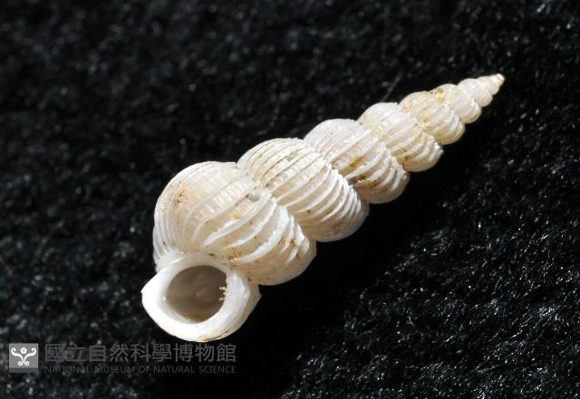 精靈海螄螺藏品圖，第5張