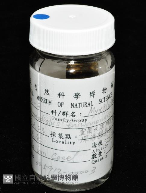 臺灣深海殼菜蛤藏品圖，第5張