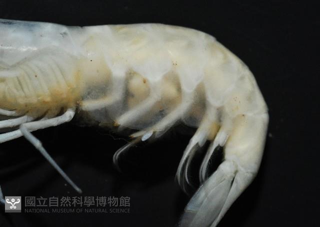 凱達格蘭新米蝦藏品圖，第5張