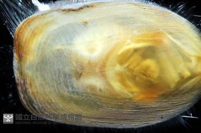 亞氏海豆芽藏品圖，第5張