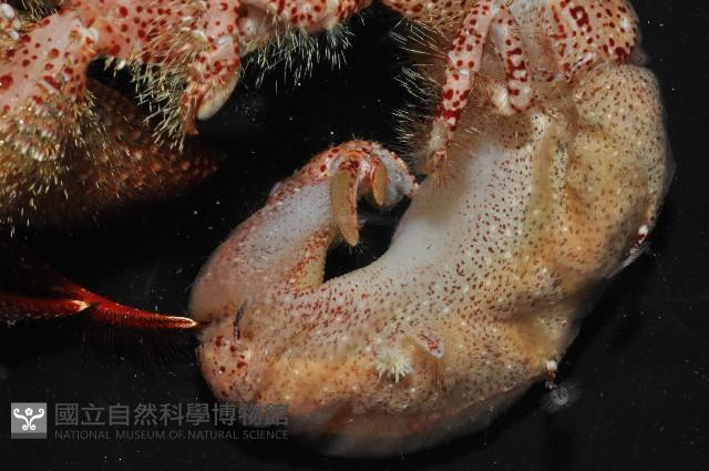 粗盾真寄居蟹藏品圖，第5張