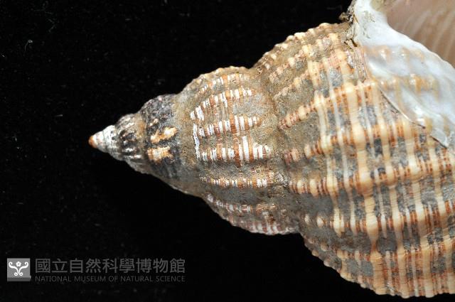 巨核螺藏品圖，第5張